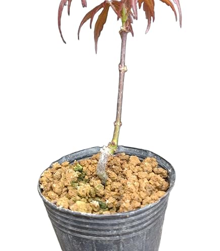 Amazon.co.jp: 庭木・植木 庭木苗：猩々野村モミジ（しょうじょう